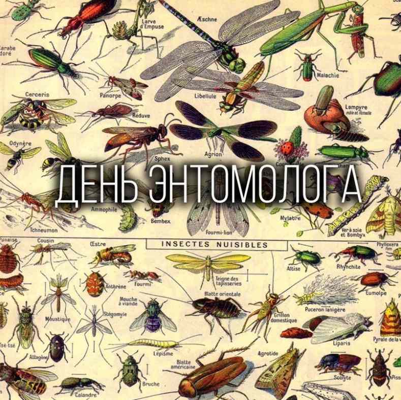 21 января – День энтомолога